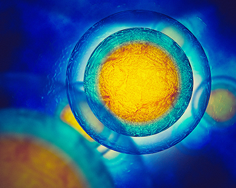 egg cells flowing in a blue background